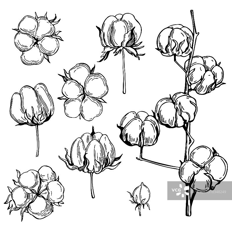 手绘棉花植物草图图片素材
