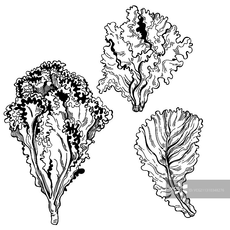 手绘生菜草图图片素材