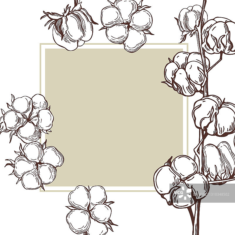 手绘棉花植物素描边框图片素材