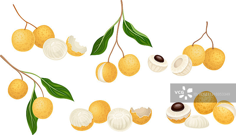 带棕褐色皮的圆形龙眼图片素材