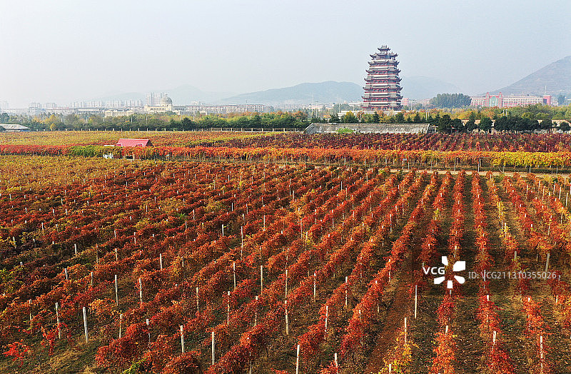 山东枣庄汉诺庄园秋天的葡萄园图片素材