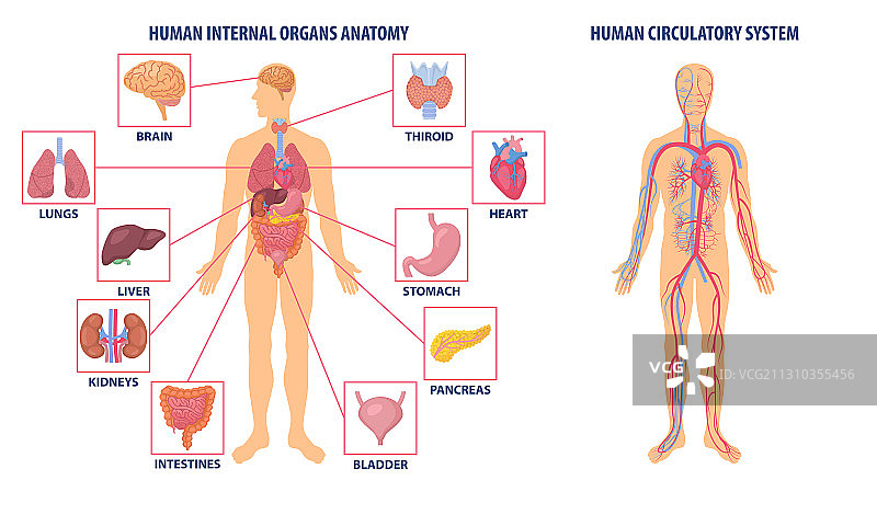 人体解剖结构图图片素材