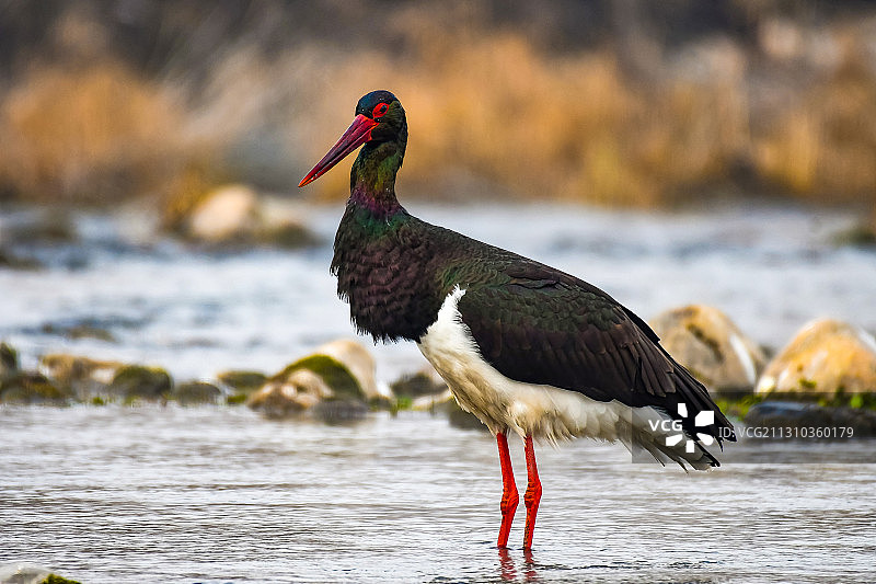 端庄的黑鹳先生图片素材