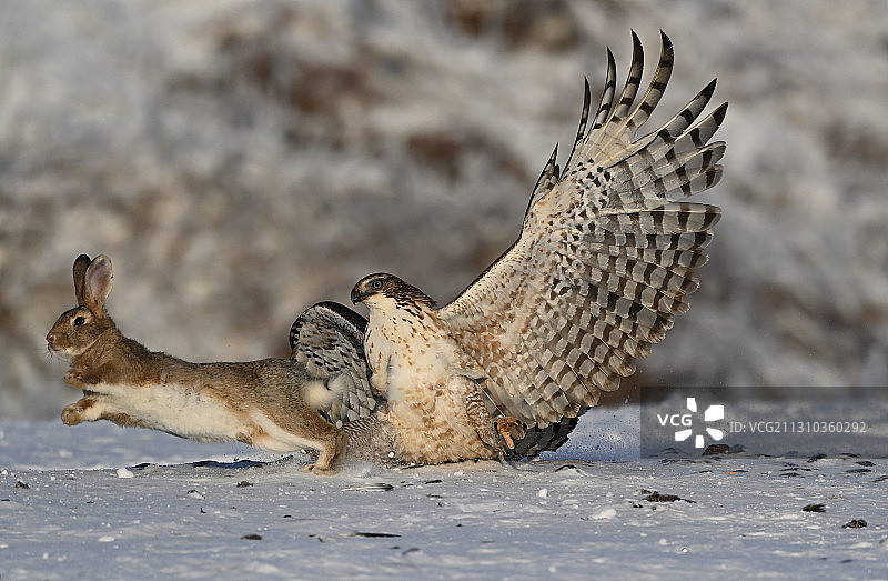 鹰雕的猎杀行动图片素材