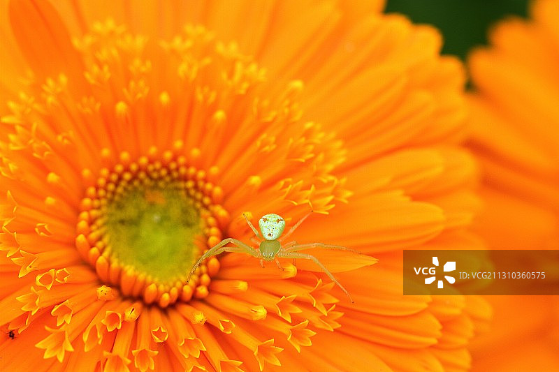 人面蜘蛛图片素材