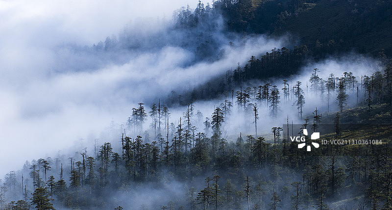 四人同云雾森林图片素材
