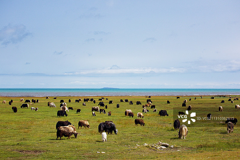 青海湖牦牛图片素材