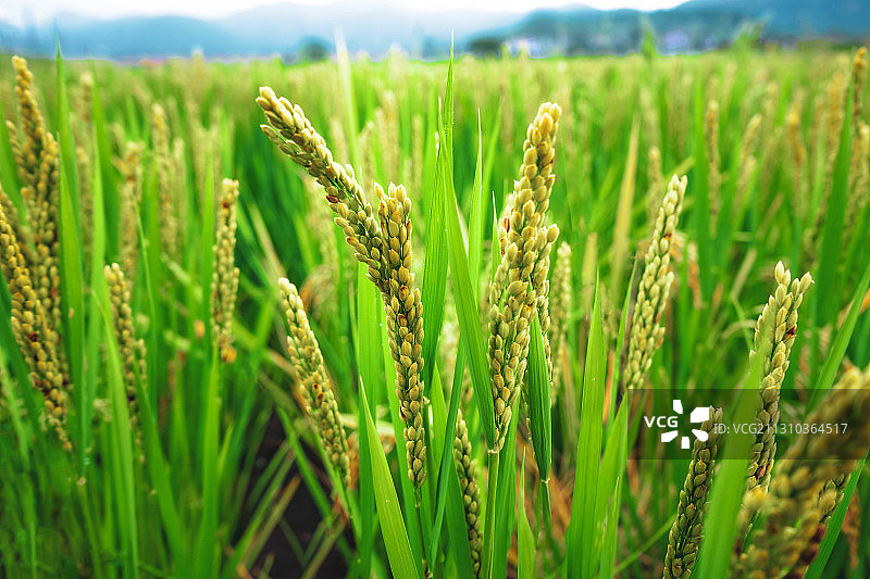 稻穗特写图片素材