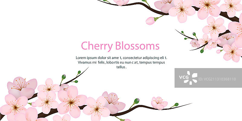 逼真3D盛开的樱花贺卡图片素材