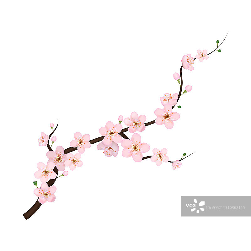 逼真的3D精细盛开樱花图片素材