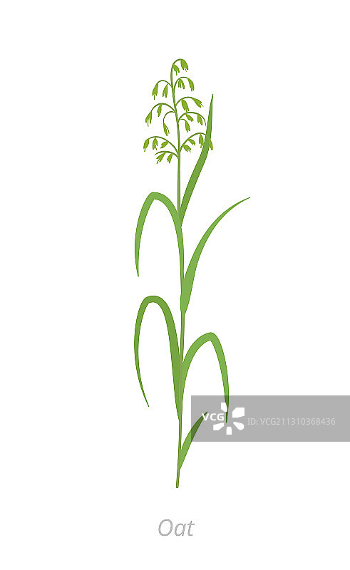 燕麦植物燕麦谷物图片素材