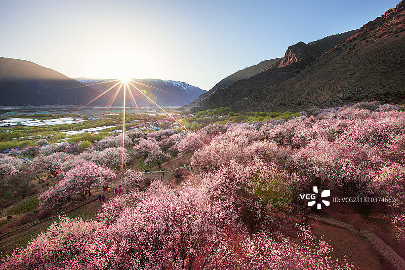 西藏林芝嘎啦桃花村桃花盛开图片素材
