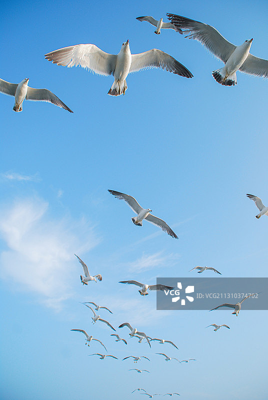小组海鸥在云彩蓝天飞行图片素材