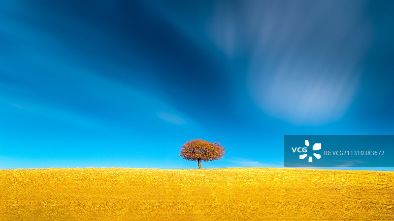 一棵树图片素材