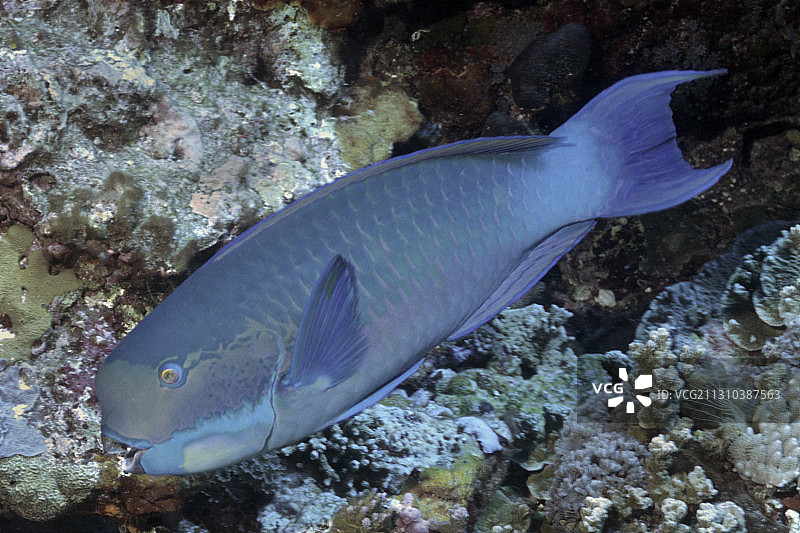 陡头鹦嘴鱼图片素材
