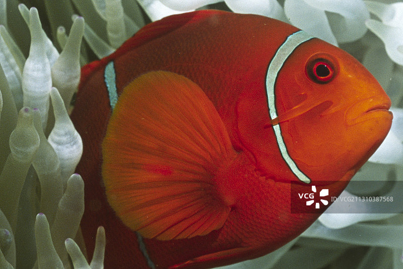 海葵鱼在泡状触手海葵中特写图片素材