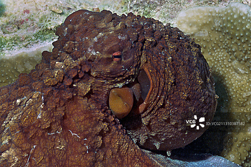 日行章鱼特写图片素材