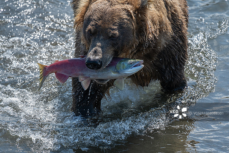 熊抓鲑鱼图片素材