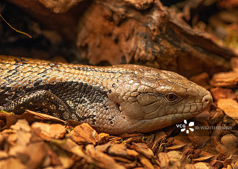 蓝舌头石龙子 Tiliqua scincoides图片素材