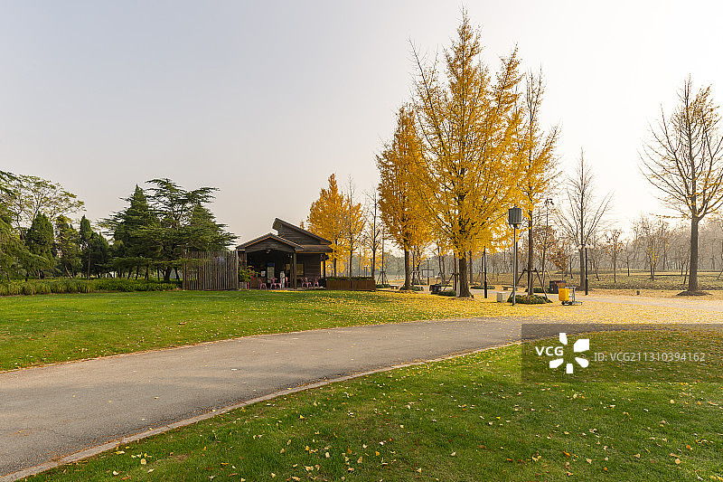 公园里秋天的金色银杏和休闲小屋图片素材