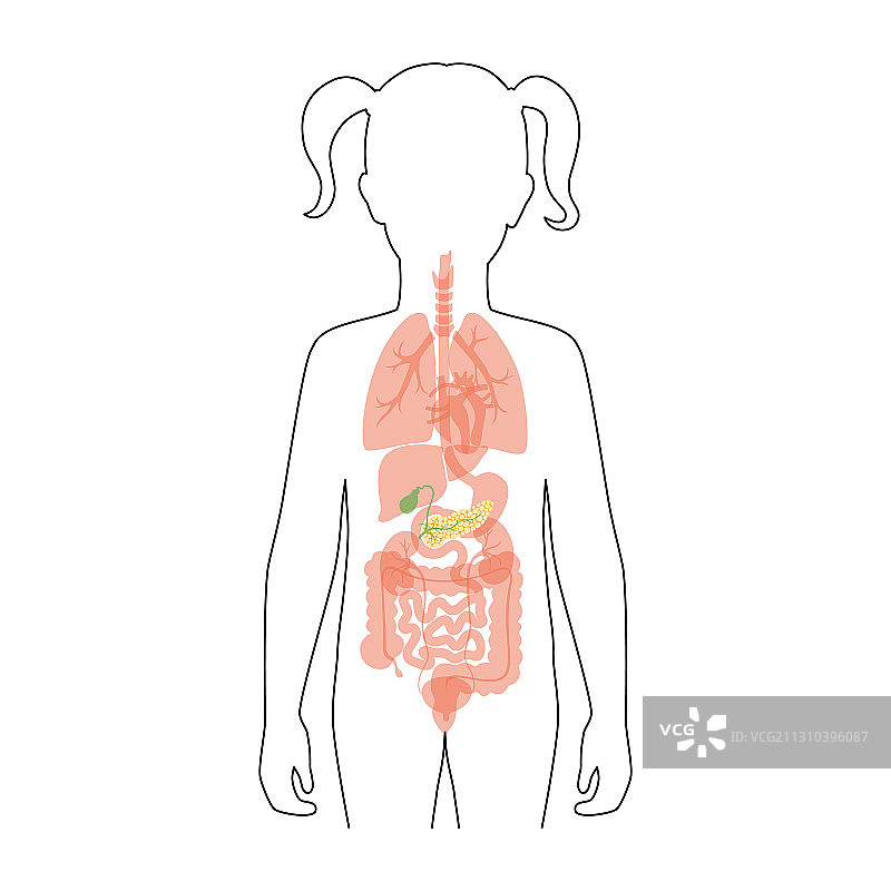人体胰腺图片素材