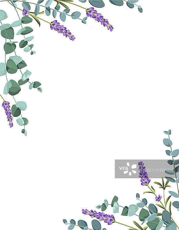 桉树和薰衣草元素设计模板图片素材