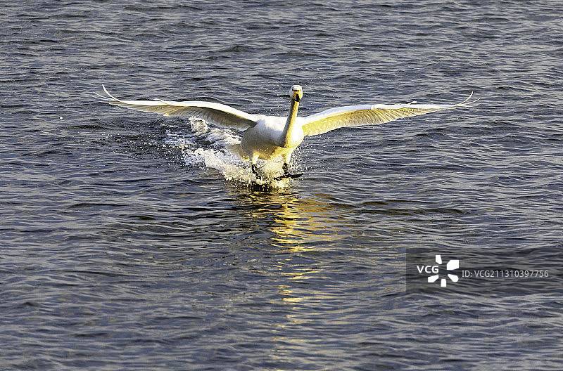 烟墩角 天鹅湖图片素材
