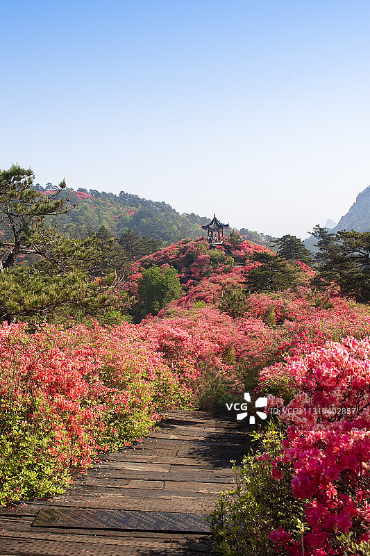 湖北麻城龟峰山风景区古杜鹃群落杜鹃花海杜鹃园图片素材