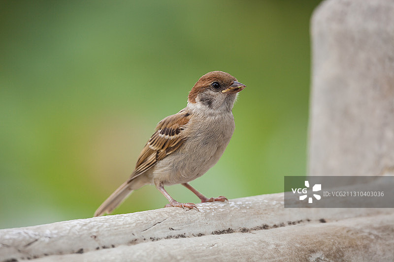 小麻雀图片素材
