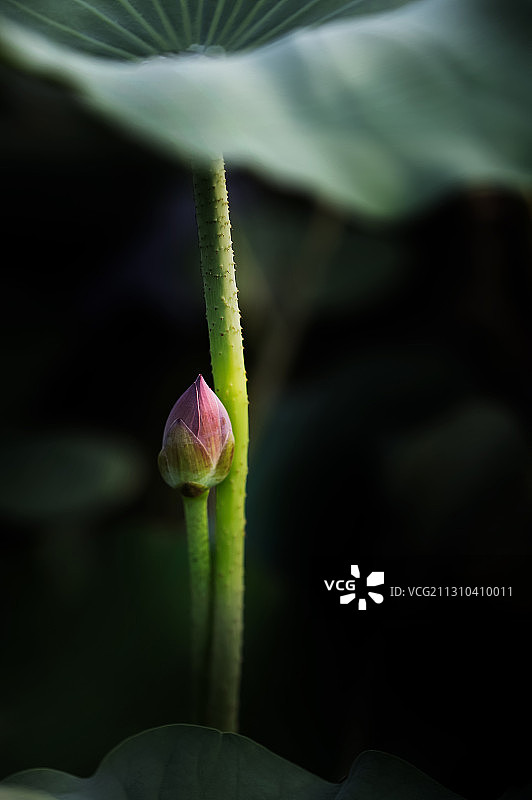 未开的荷花图片素材