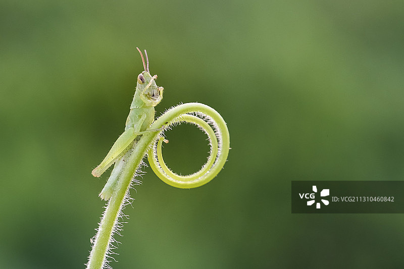 您好，一只蝗虫的形态！图片素材