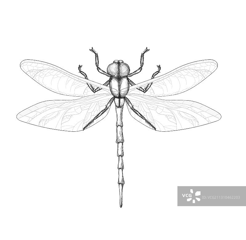 白色背景上的蜻蜓铅笔画图片素材
