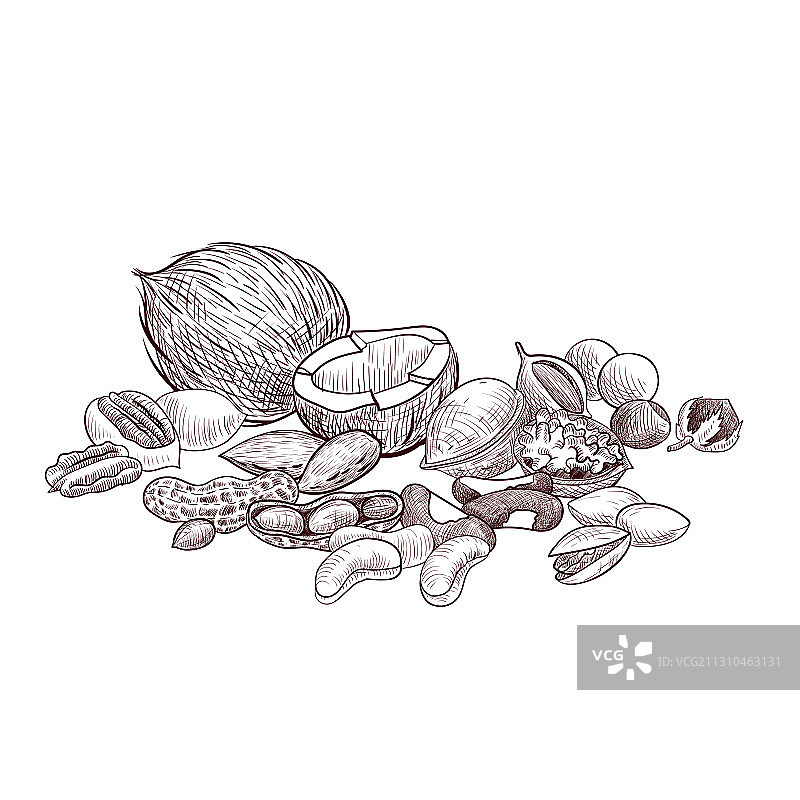 坚果绘画图片素材