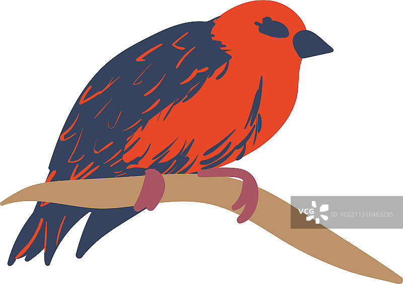 红色福迪雀图片素材