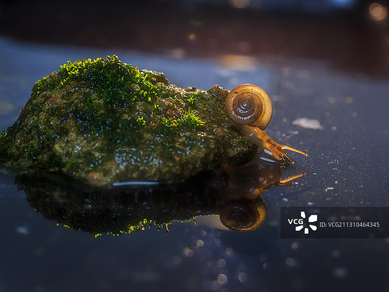 水边石头青苔上的小蜗牛图片素材
