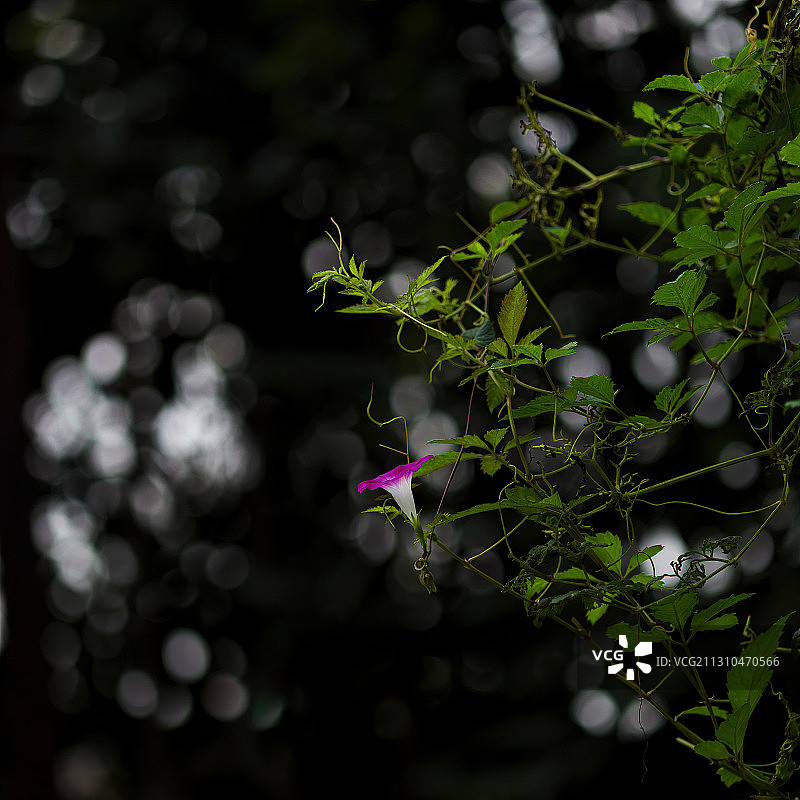 喇叭花图片素材