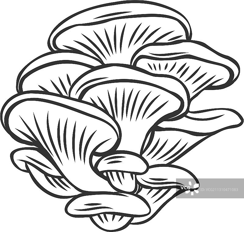 可食用蘑菇蚝轮廓图标图片素材
