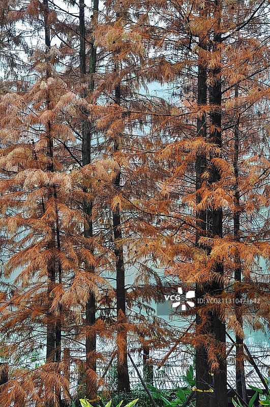 重庆九龙坡彩云湖湿地公园图片素材