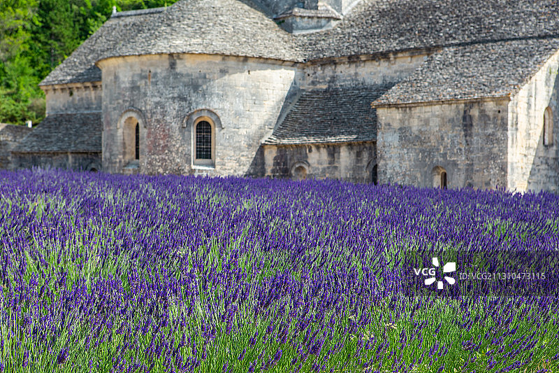 法国南部的普罗旺斯的中世纪修道院与薰衣草花田图片素材