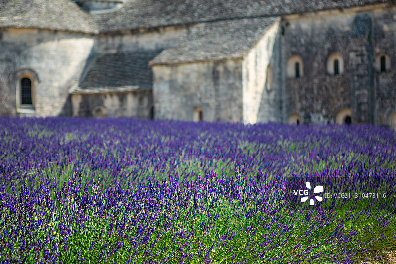 法国南部的普罗旺斯的中世纪修道院与薰衣草花田图片素材