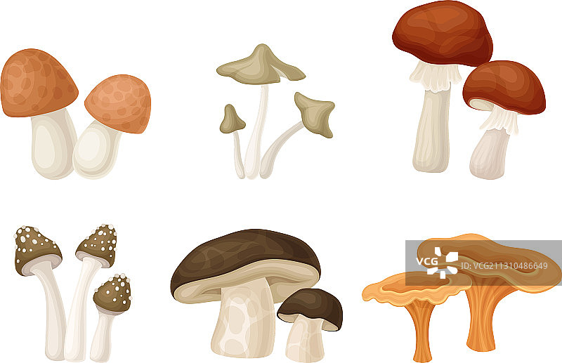 不同种类的森林蘑菇图片素材