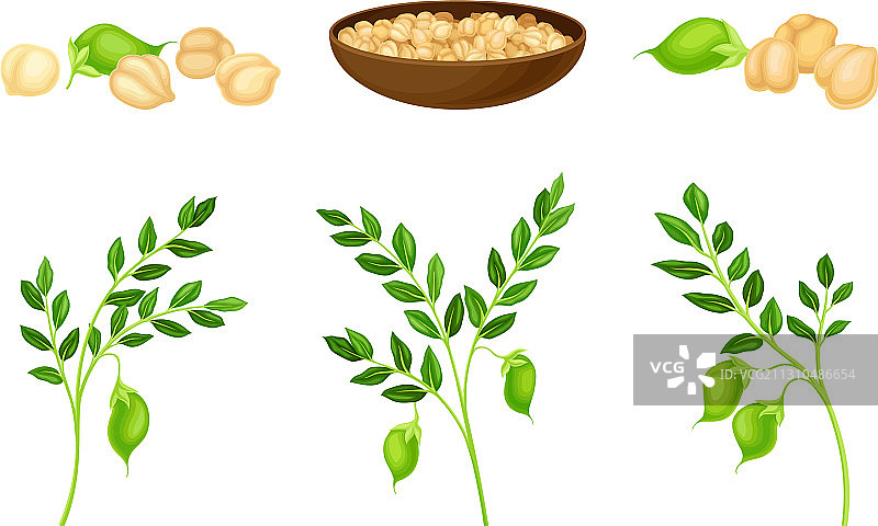 作为一年生豆科植物的鹰嘴豆，具有绿色茎图片素材