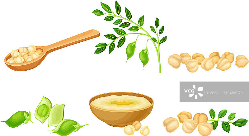 作为一年生豆科植物的鹰嘴豆，具有绿色茎图片素材