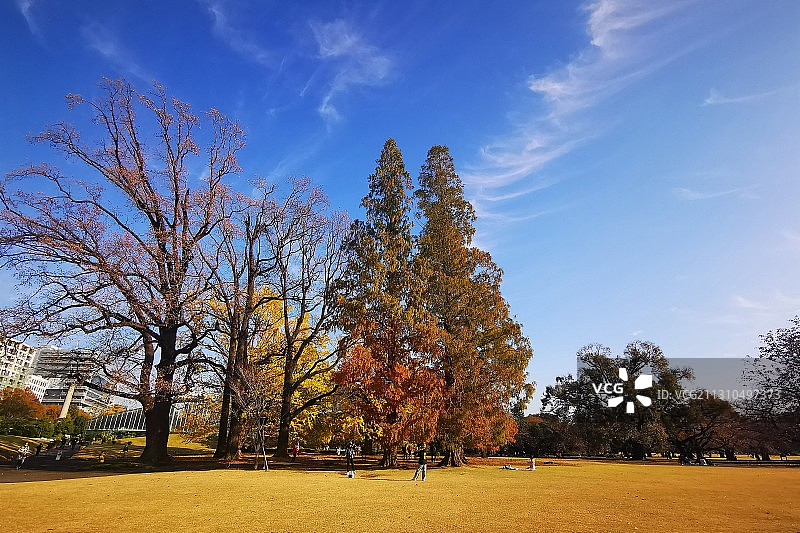 东京秋日枫叶红图片素材