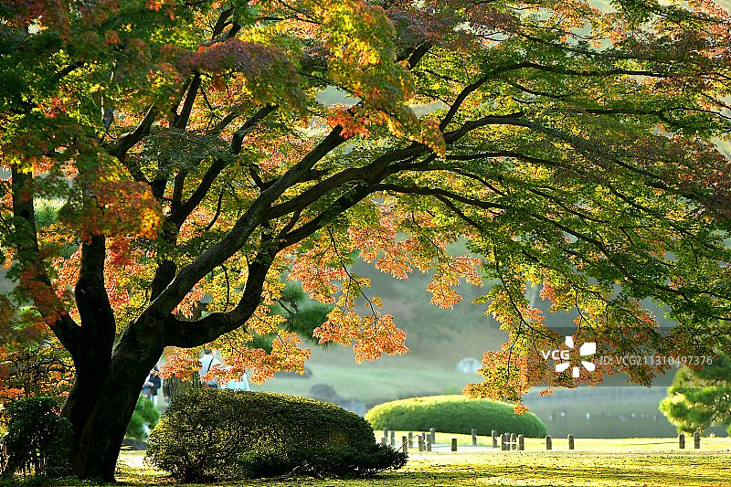 东京秋日枫叶红图片素材