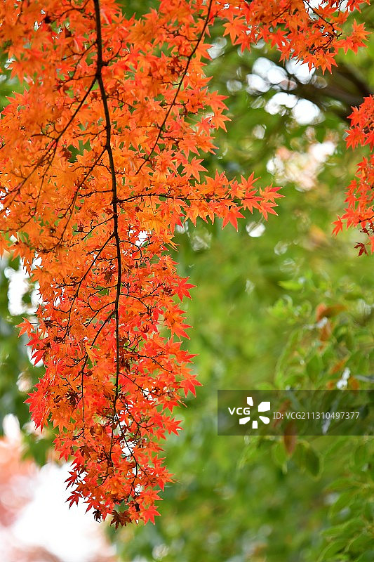 东京秋日枫叶红图片素材
