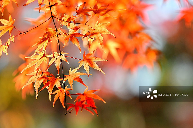 东京秋日枫叶红图片素材