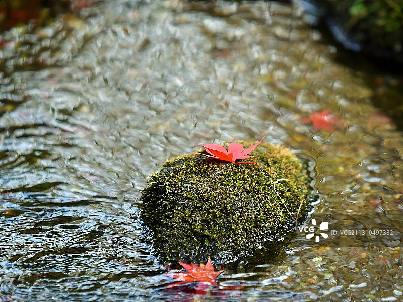 东京秋日枫叶红图片素材