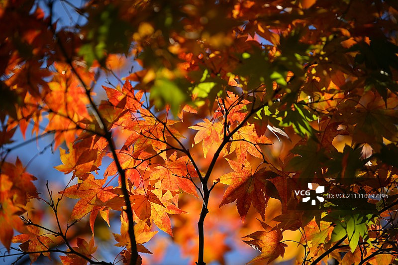 东京秋日枫叶红图片素材