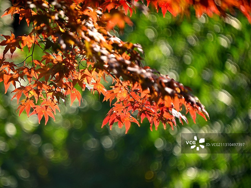 东京秋日枫叶红图片素材